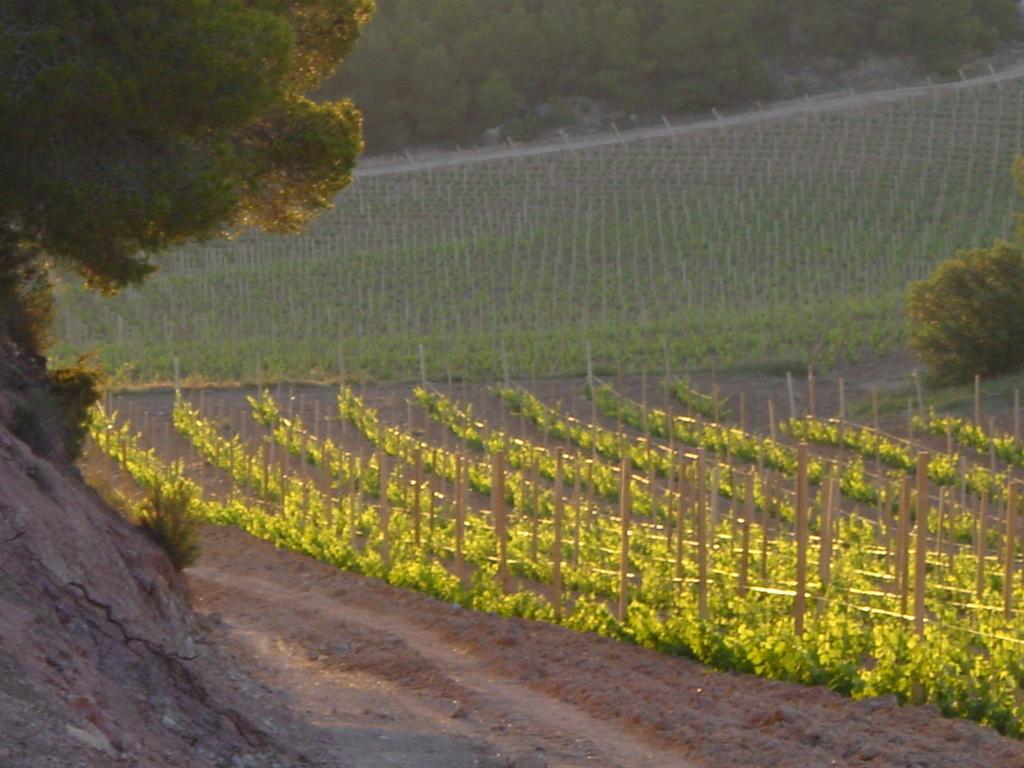 Vilosell Wine Hotel El Vilosell Екстериор снимка