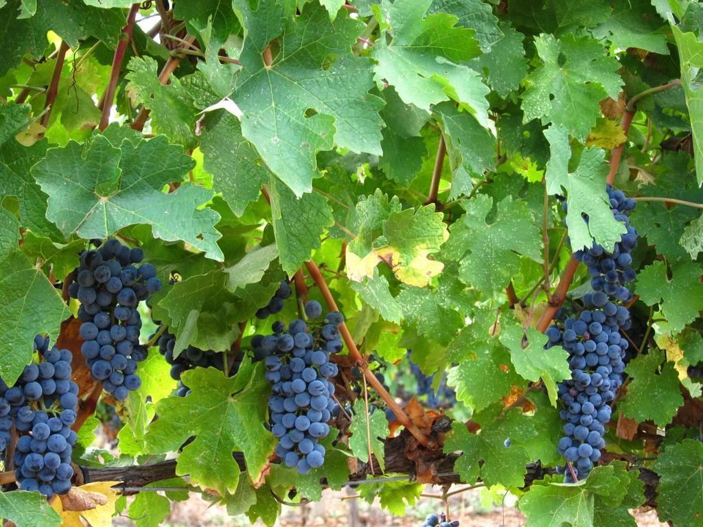 Vilosell Wine Hotel El Vilosell Екстериор снимка